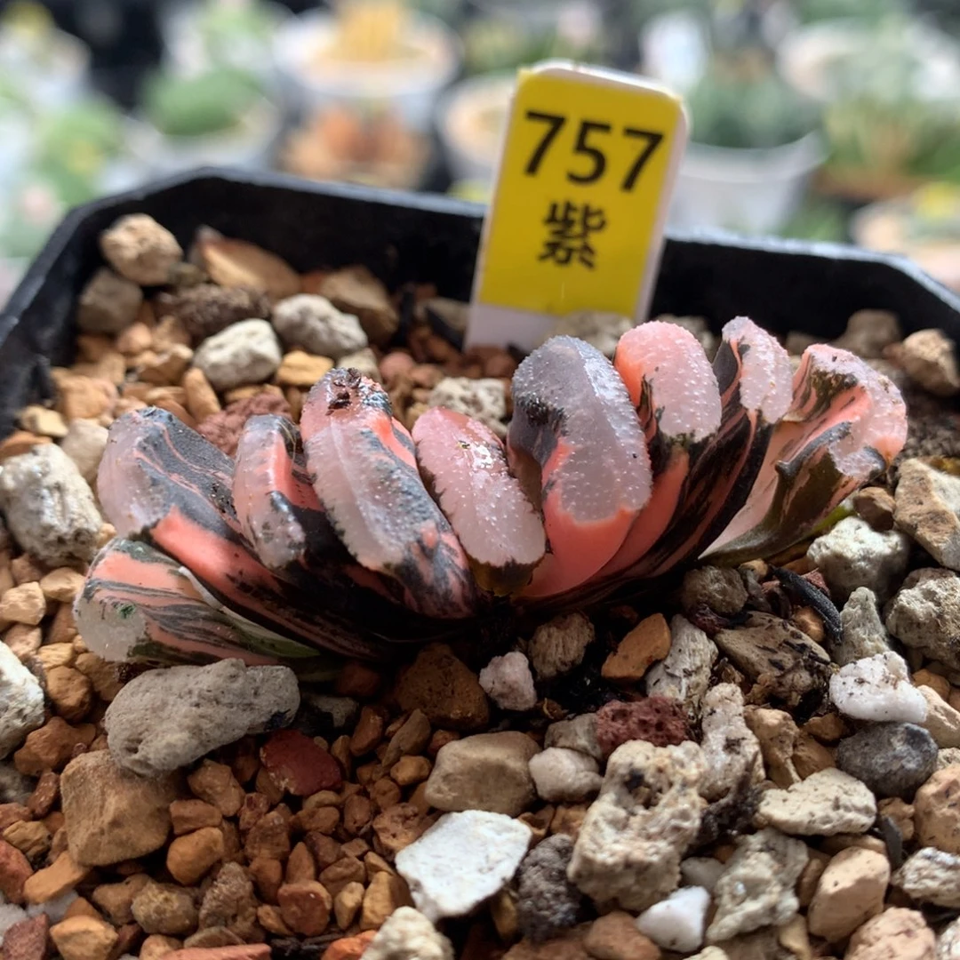 以实际为准757浮藻玉扇