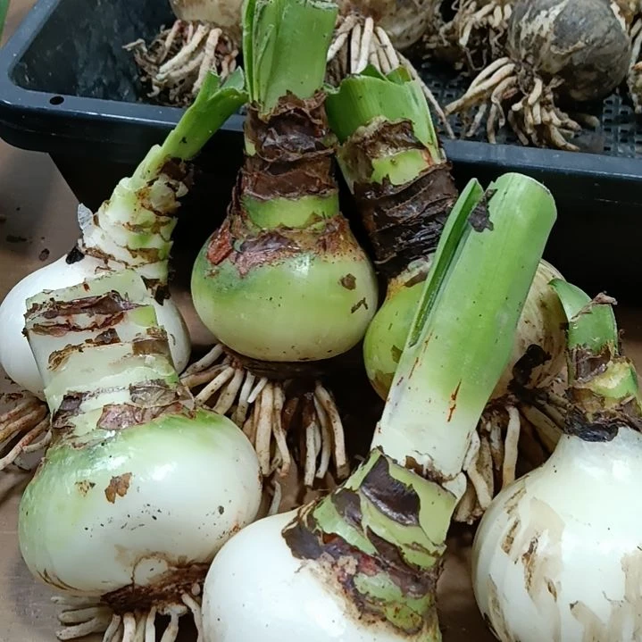 无花朵品种混球6+发二个