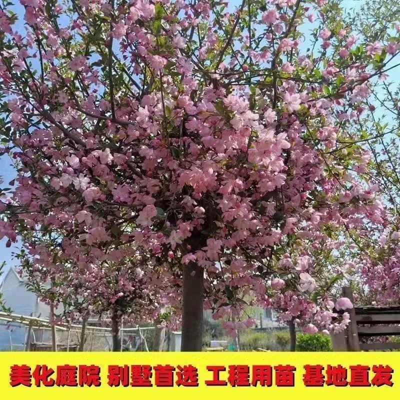 庭院地栽大型高杆海棠树苗西府海棠垂丝海棠花耐寒植物花北美海棠