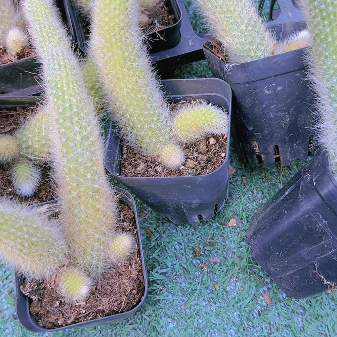 【闪购商品】3盆九尾狐群