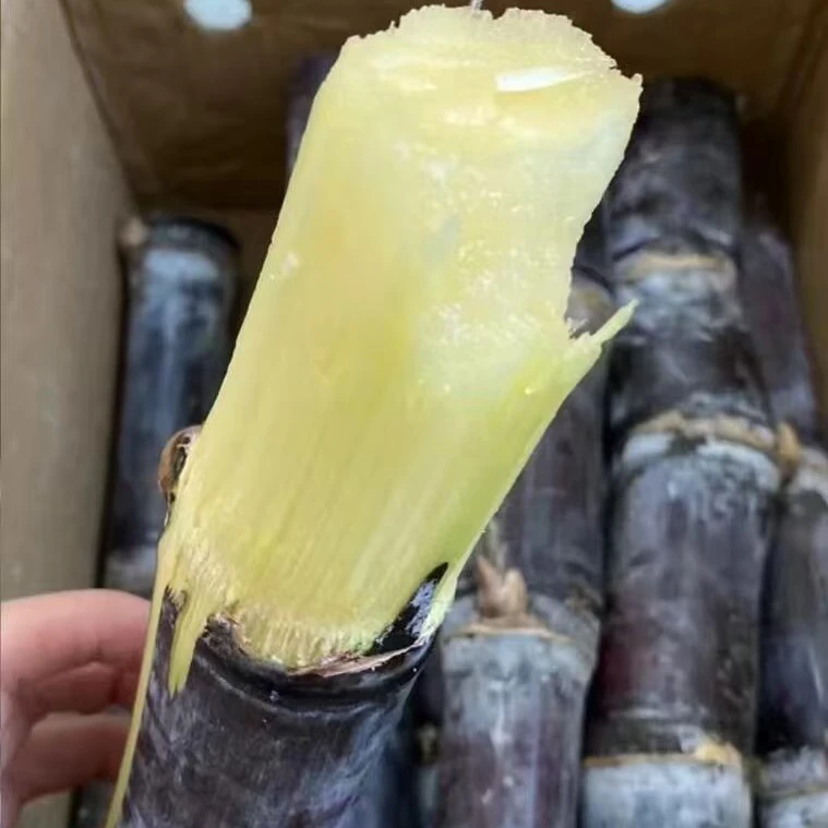 陶山黑皮甘蔗5公斤净重包邮到家