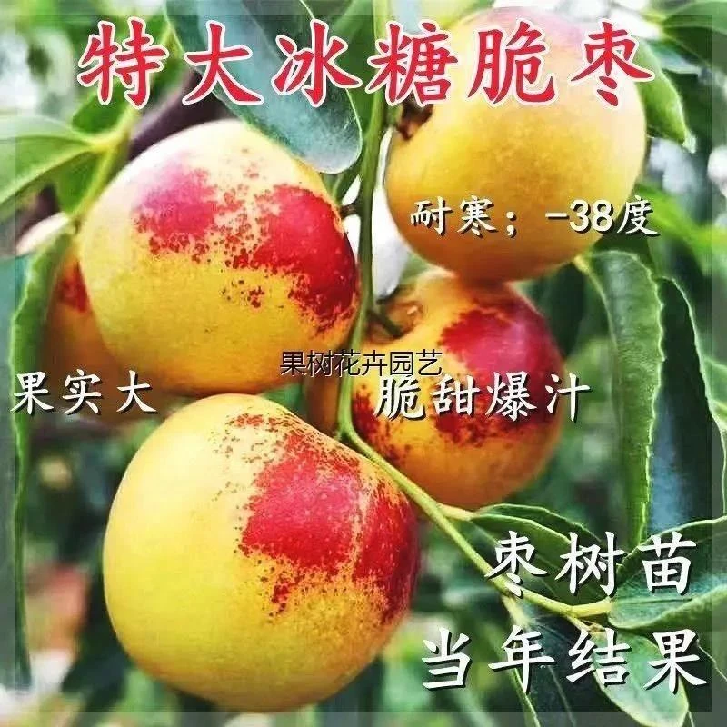 枣树苗特大冰糖冬枣苗新款耐寒耐旱盆栽地栽南北方种植当年结果果