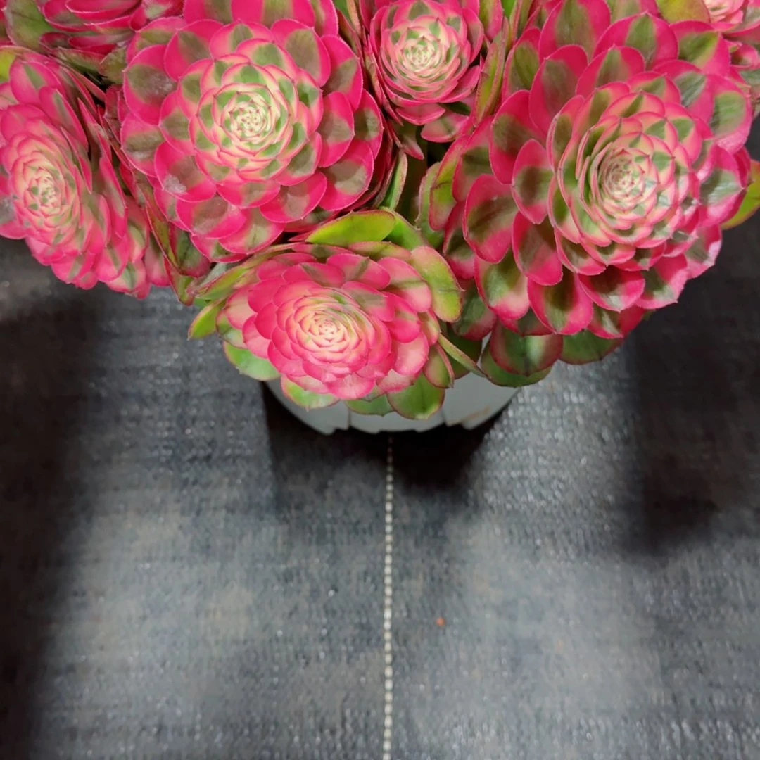 多肉植物发货发货