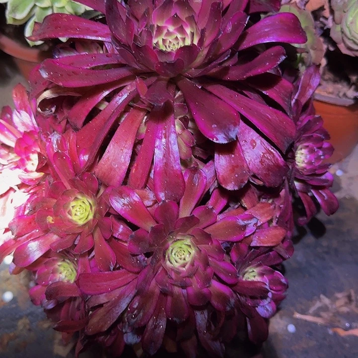 精品美姬捧花亏本福利