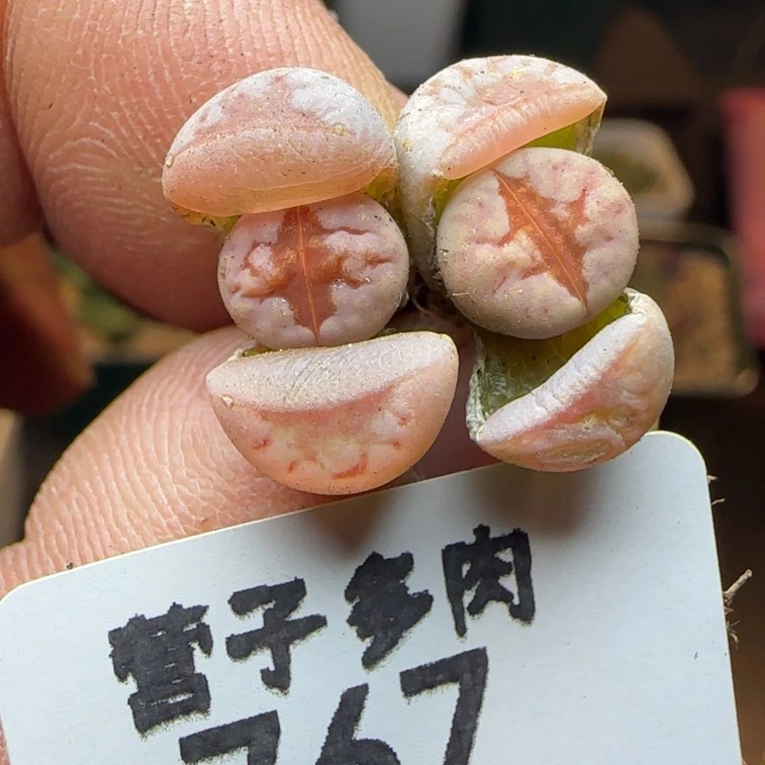 热唇。