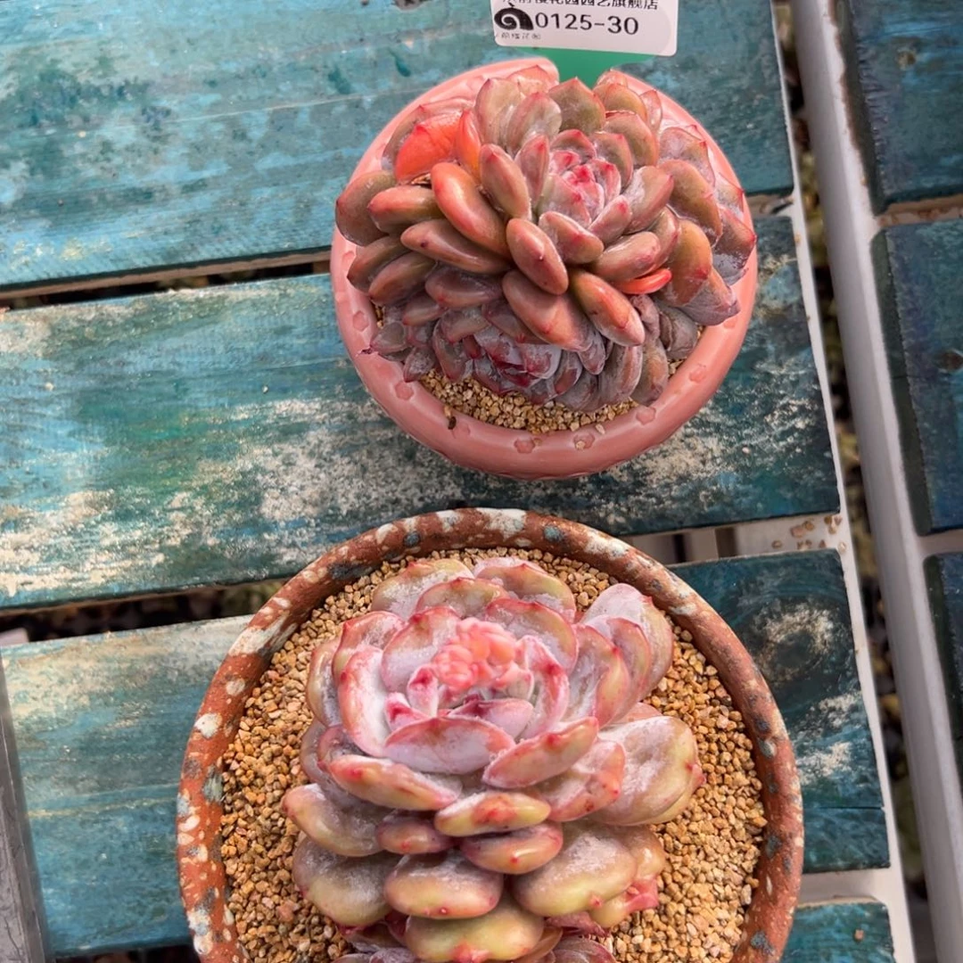 多肉一物一拍0125-30