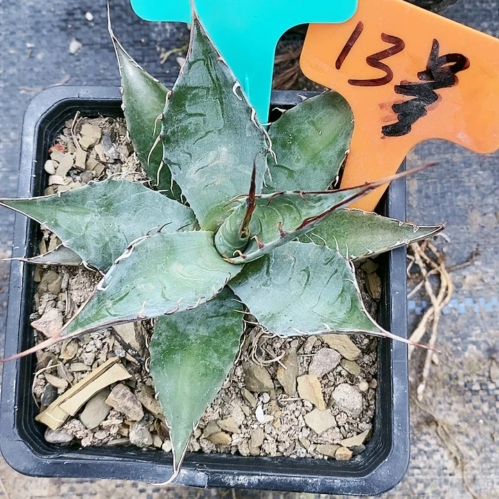 【闪购商品】龙舌兰赖光