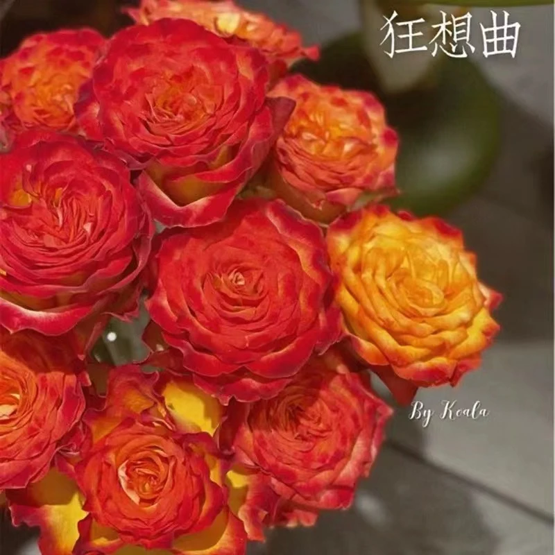 狂想曲大切花月季