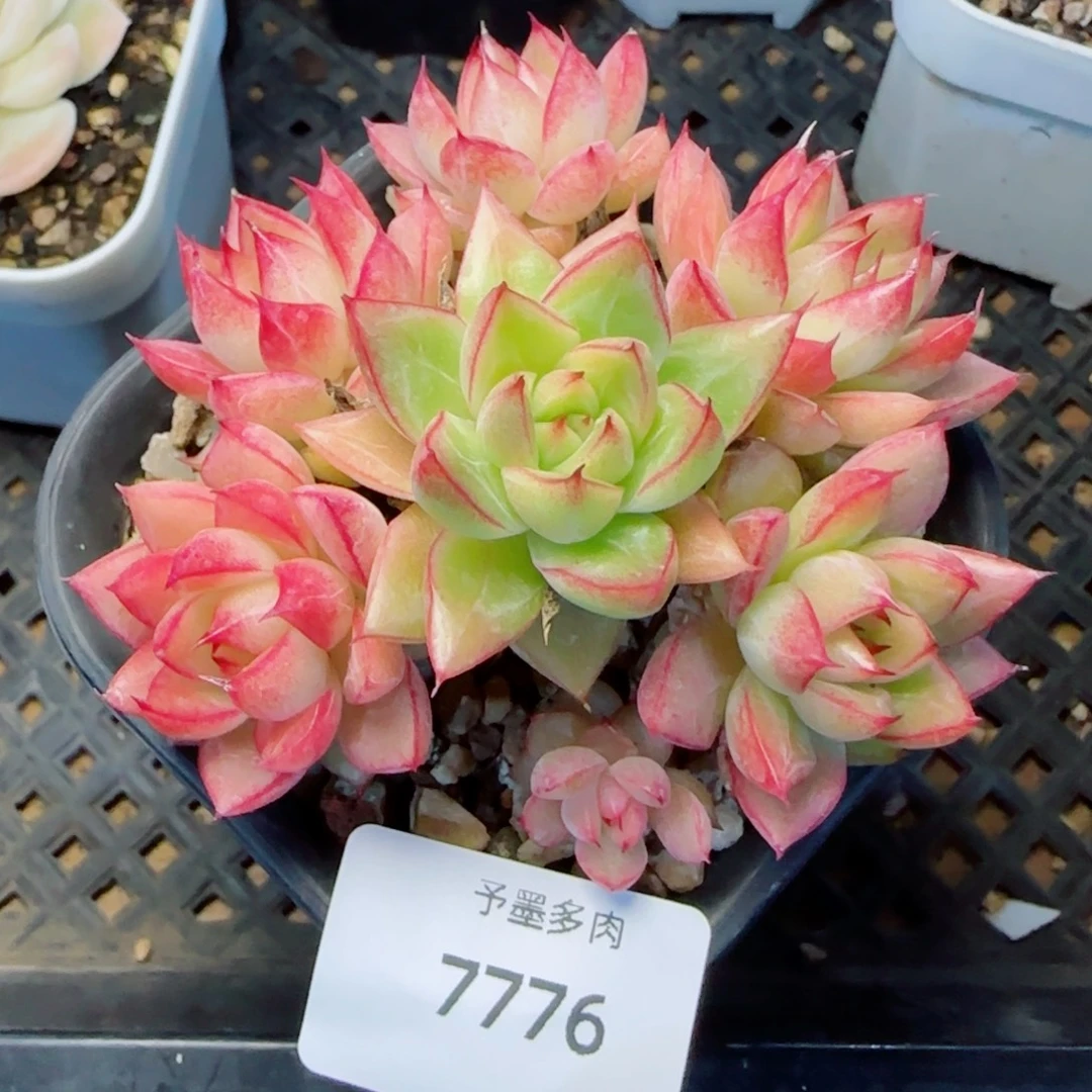 边线女王，7776多肉植物