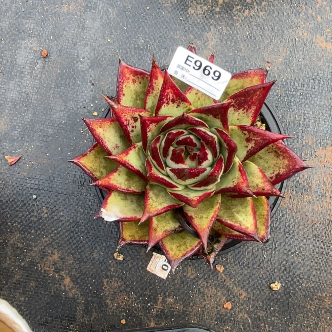 无花朵若如东云单拍E969