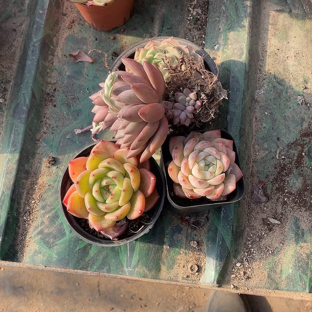 貌***熊 4颗多肉植物一物一拍