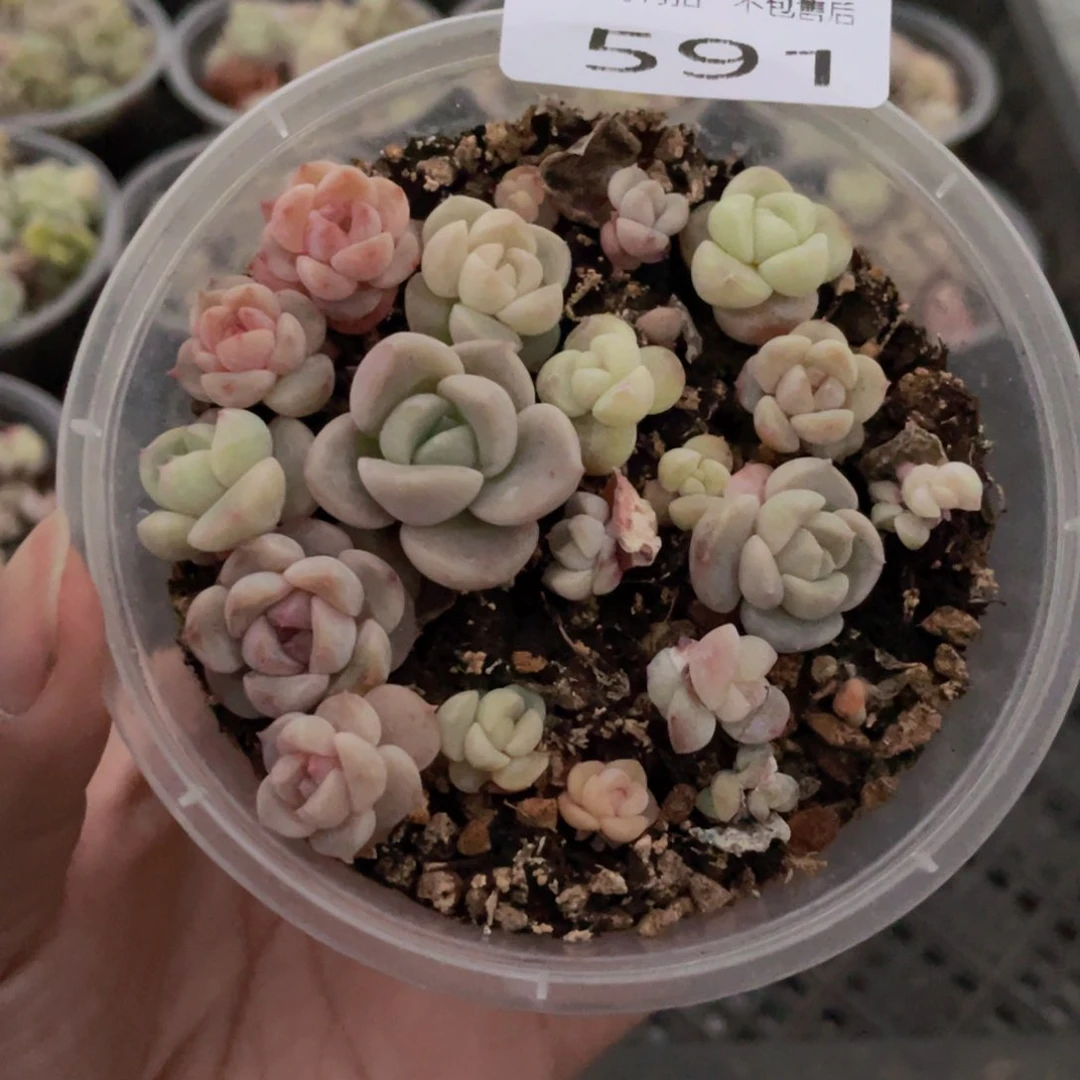 云糖心多肉植物591