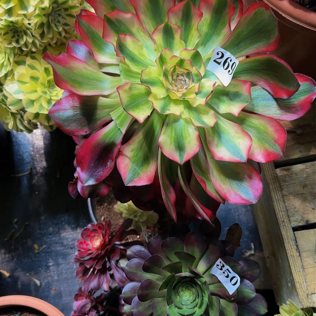 寄养多肉植物法师