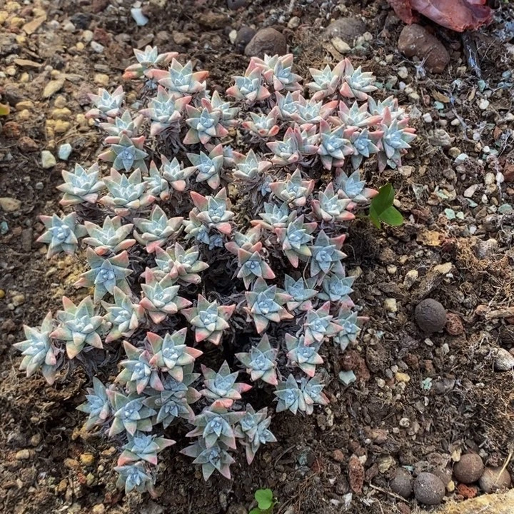 50多头的老桩无砍白菊