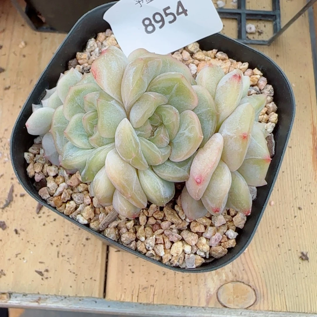 彩恋,8954多肉植物