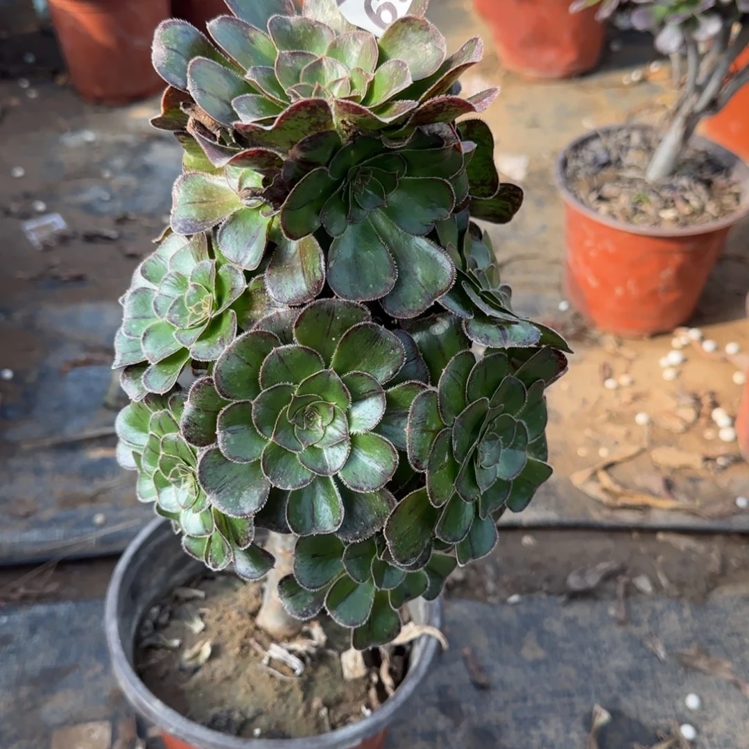 拉丝锦697满20包邮断枝不包