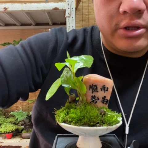 红陶老*桃一物一拍所见即所得63