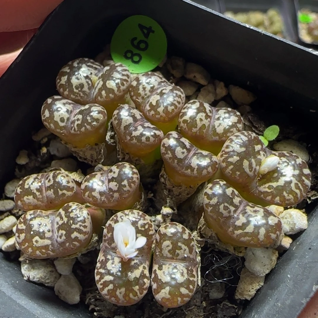 漂漂亮亮多肉植物864