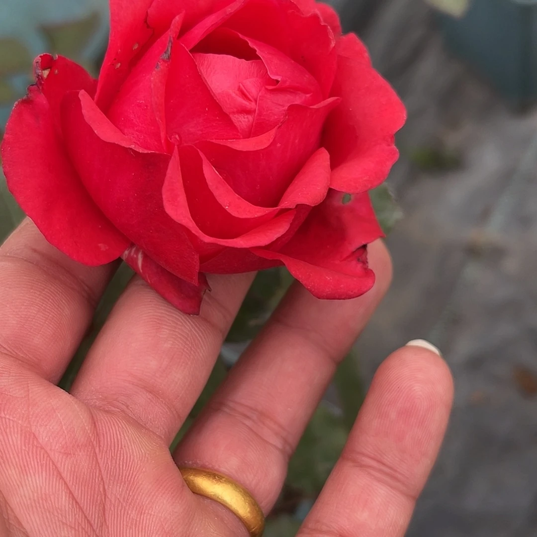 无花朵———红楼 福利款