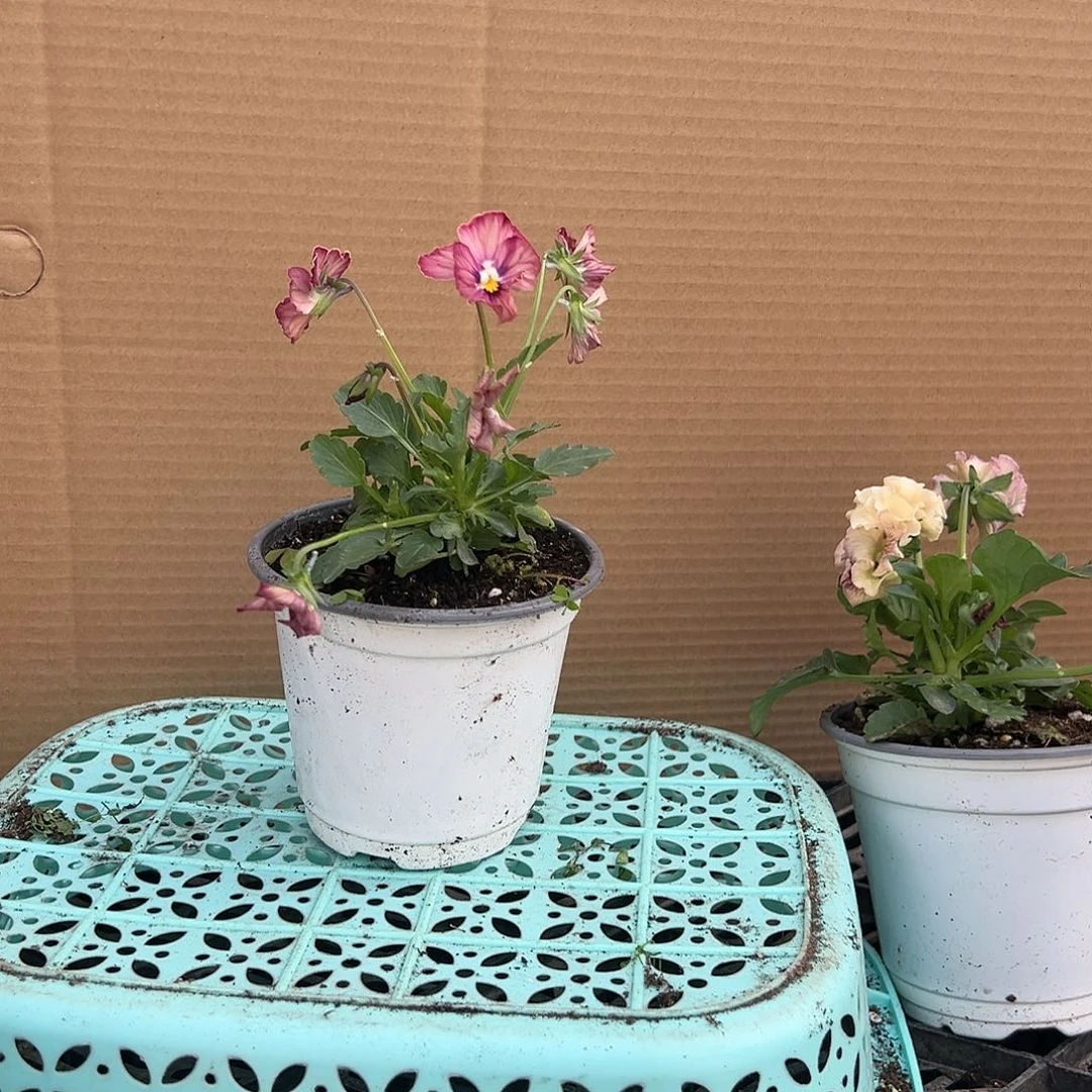 【闪购商品】完全开放浅色心跳随机一颗