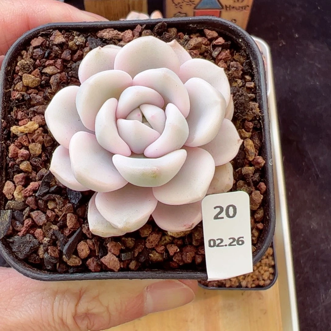 锦20、哈哈哈哈哈哈