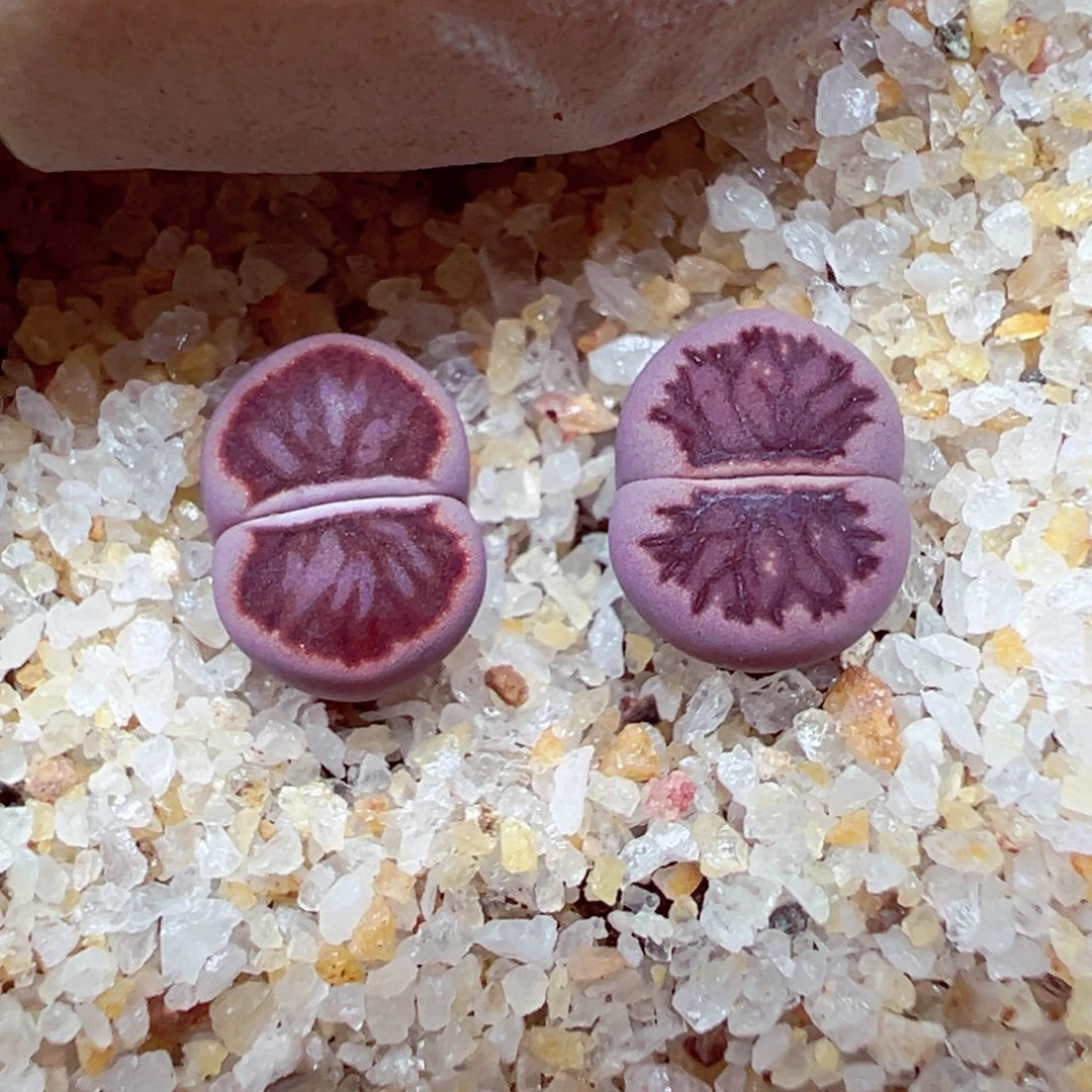 精致优秀的肉肉806-55