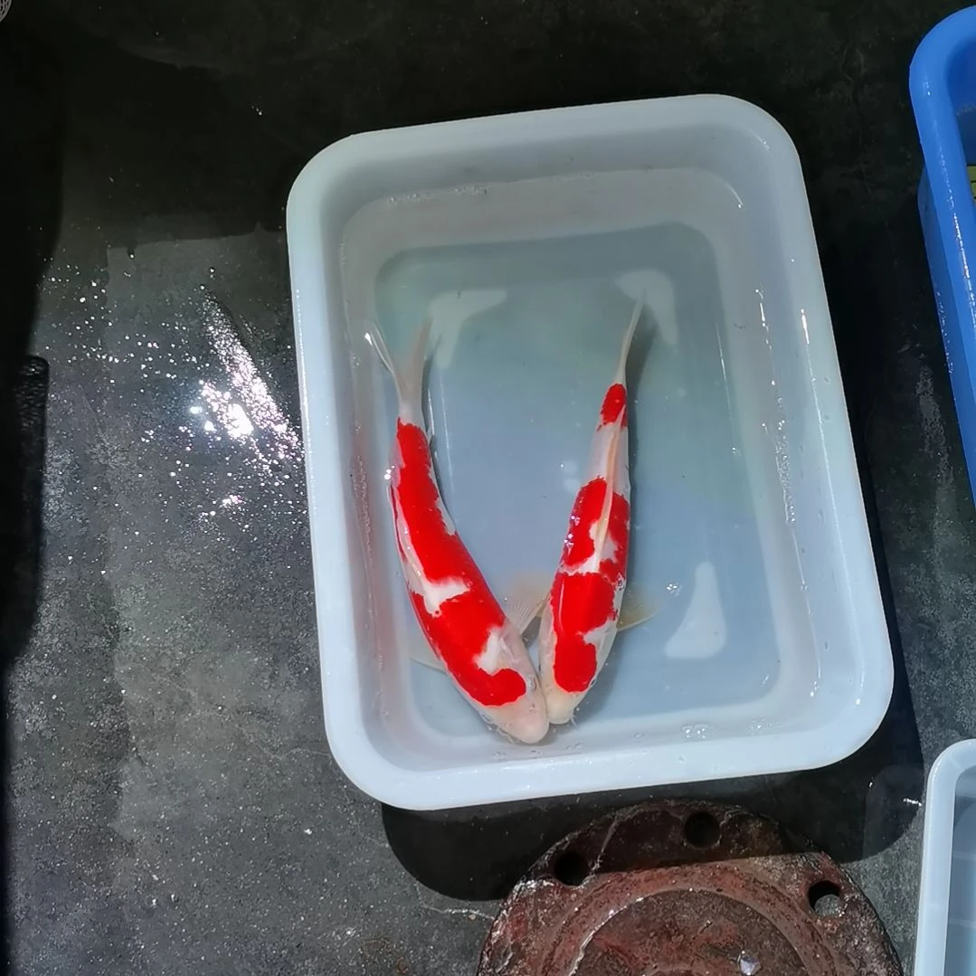 锦鲤红白锦鲤一盆