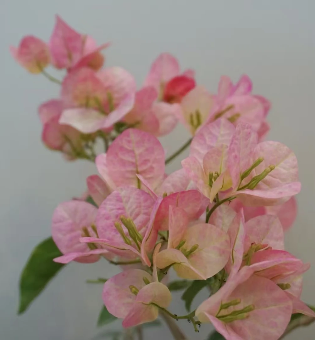 【绿叶五宝细杆子】原生扦插布袋三角梅福建漳州市基地发货包品对版