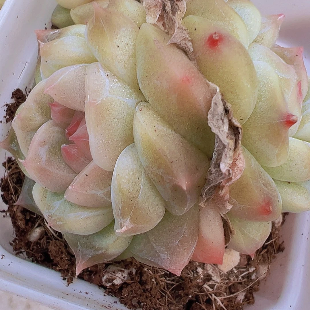 冰沙珍妮双头19包邮多肉