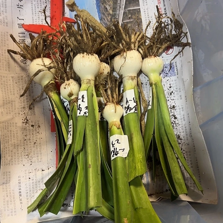 完全开放兰妮，2-4厘米左右2棵