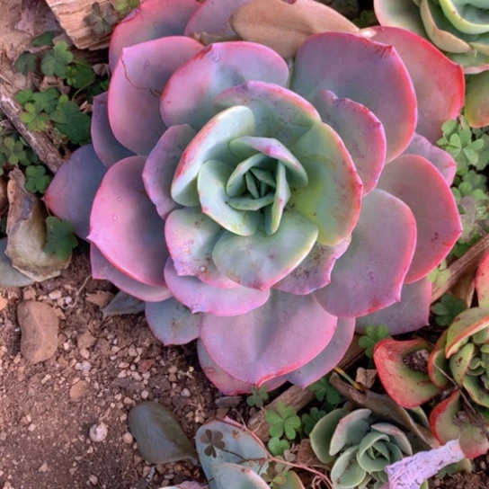 随**安雪凤多肉1346656565