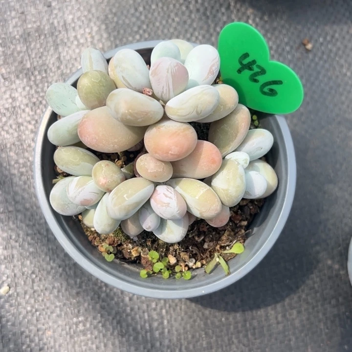 无花朵S*苏我也想去看你啊呜呜我