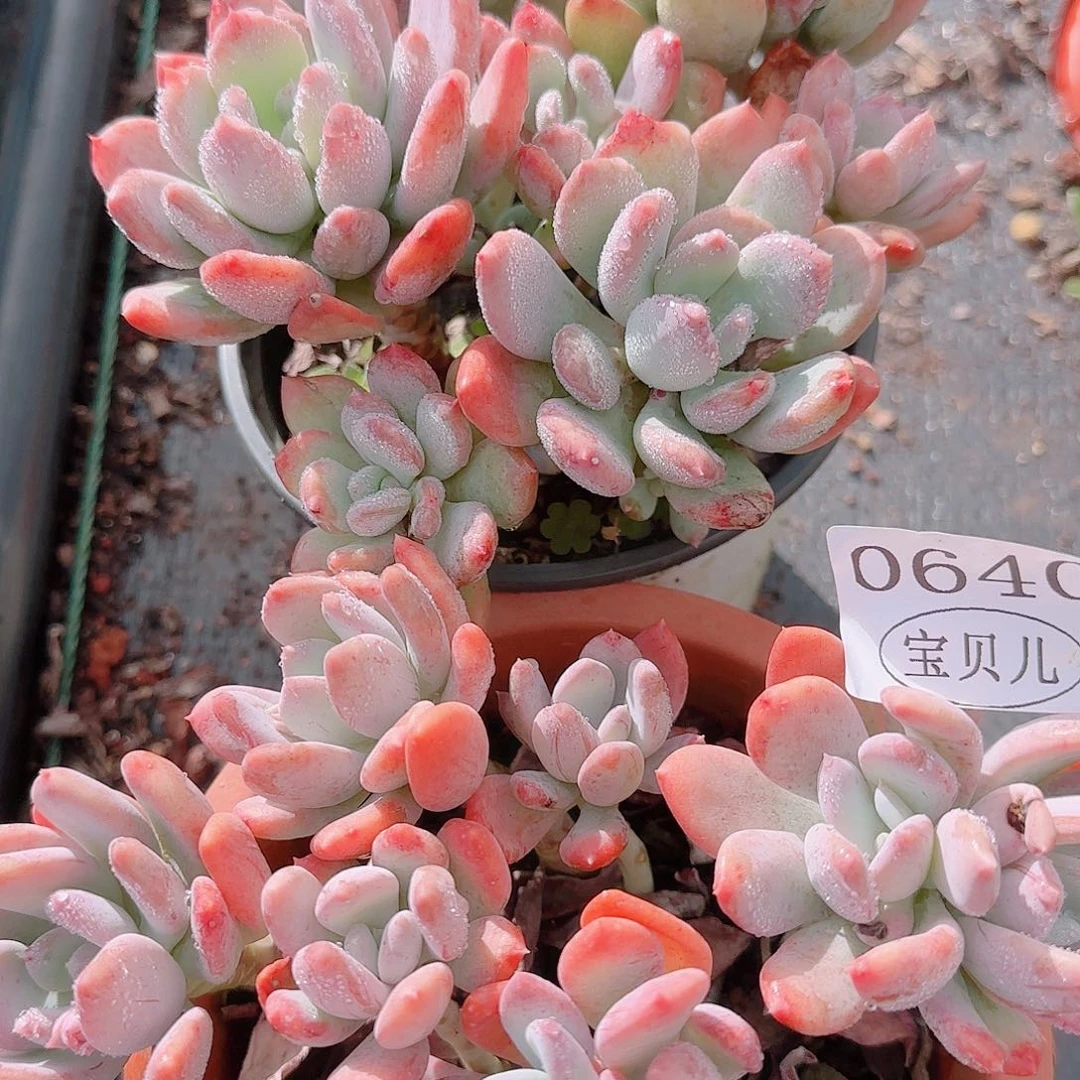 朵***朵0640号包邮包邮的时候我