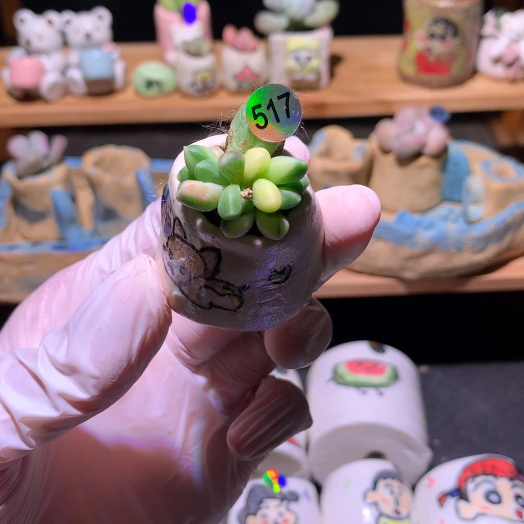 517千代田锦多肉