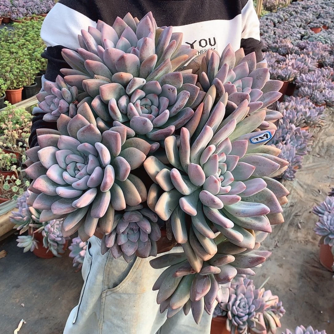 759 奥普一物一拍多肉