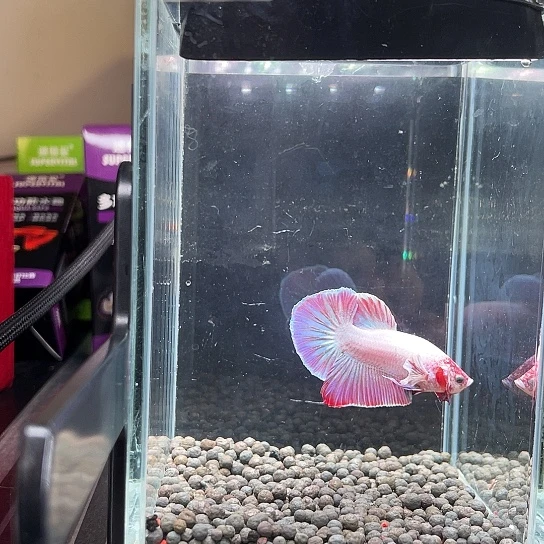 斗鱼粉白闪电将军008号