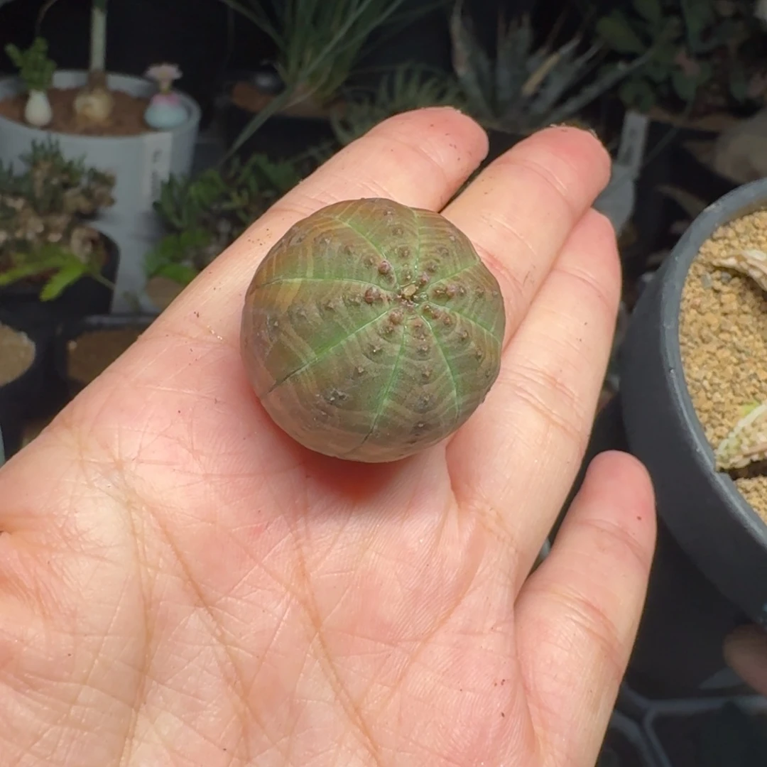 福利实生欧系布纹球一物一拍多肉