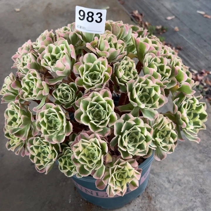 静*983白凤30厘米左右