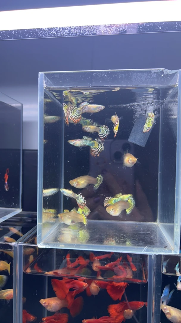精品孔雀鱼金老虎种鱼（入缸不包损）