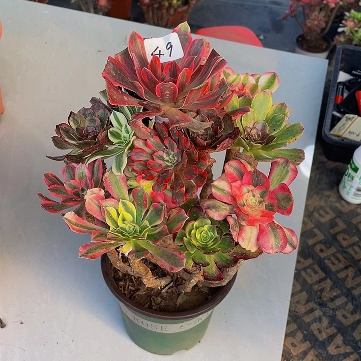 程***君架接0000000049号