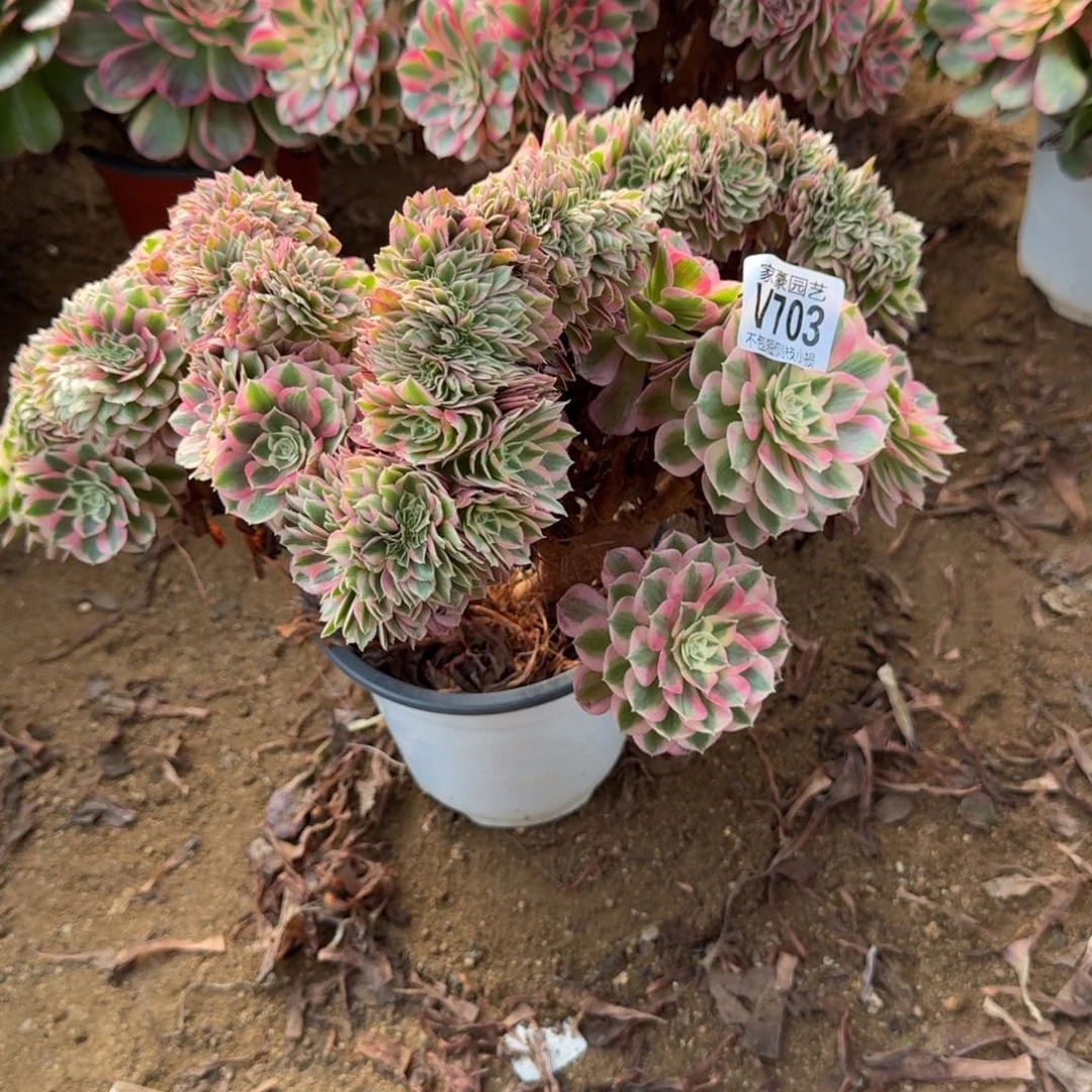 703倾城缀化官服35左右2