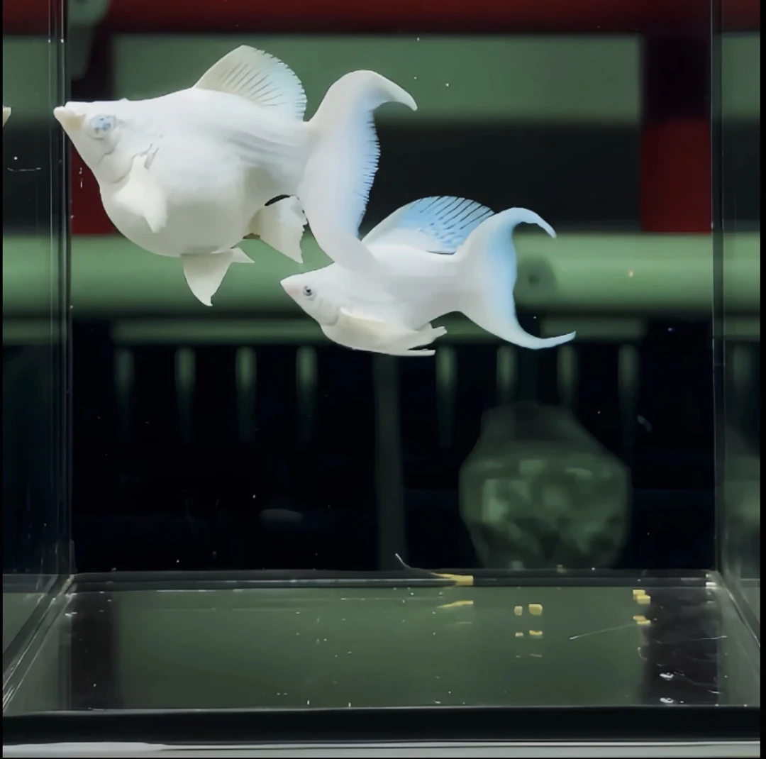 瓷白玛丽鱼狠货2条冷水鱼好养耐活（1条送1条备损）