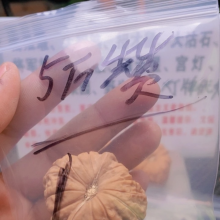 【闪购商品】文玩核桃把件༄****南瓜顿