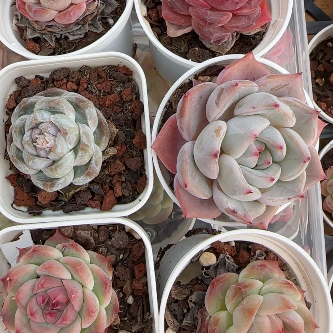 花语逸境0216-01开播福利六个