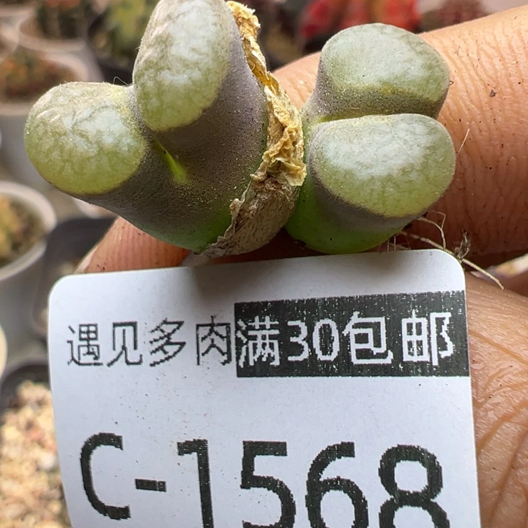 多肉植物1111111111