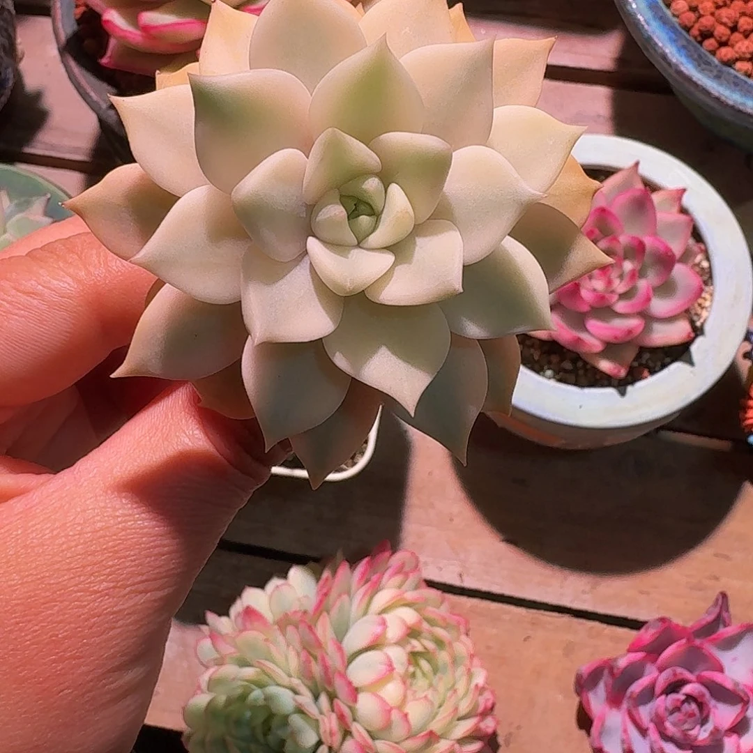 雪月锦多肉多肉多肉