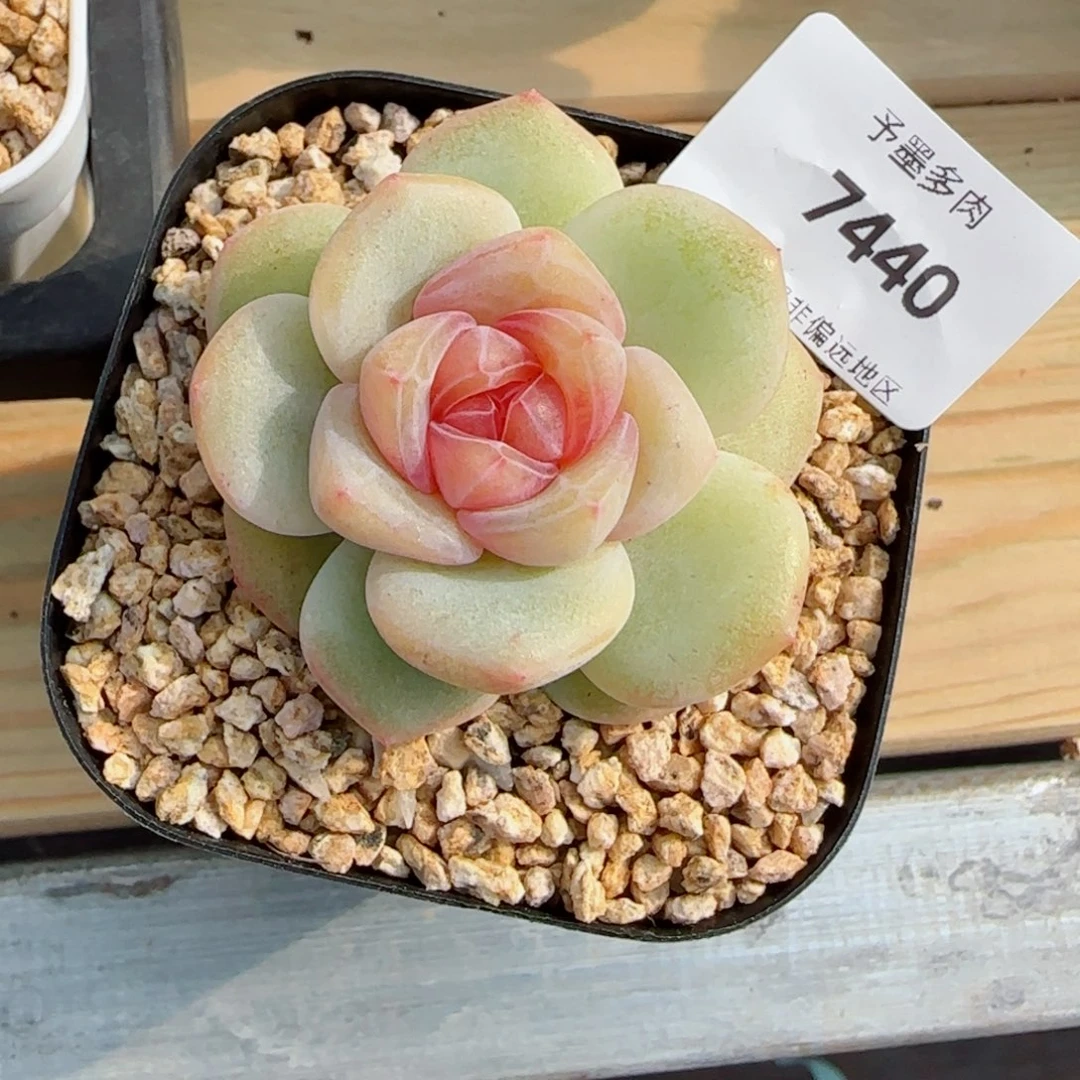 紫粉珍妮，7440多肉植物