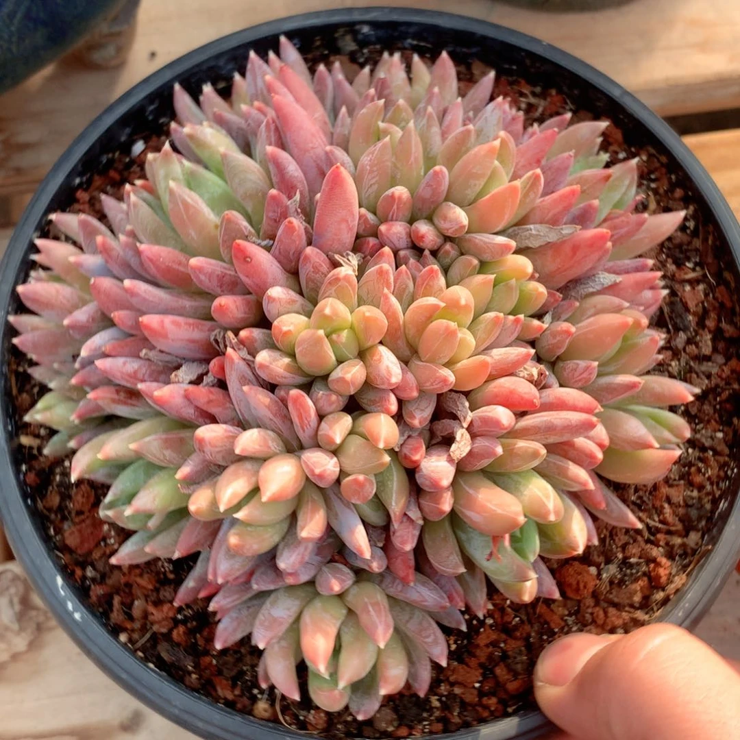多肉植物一物一拍炫彩星