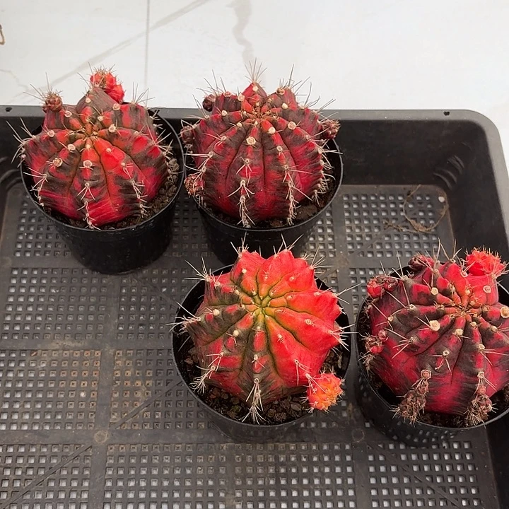 光辉牡丹锦仙人球