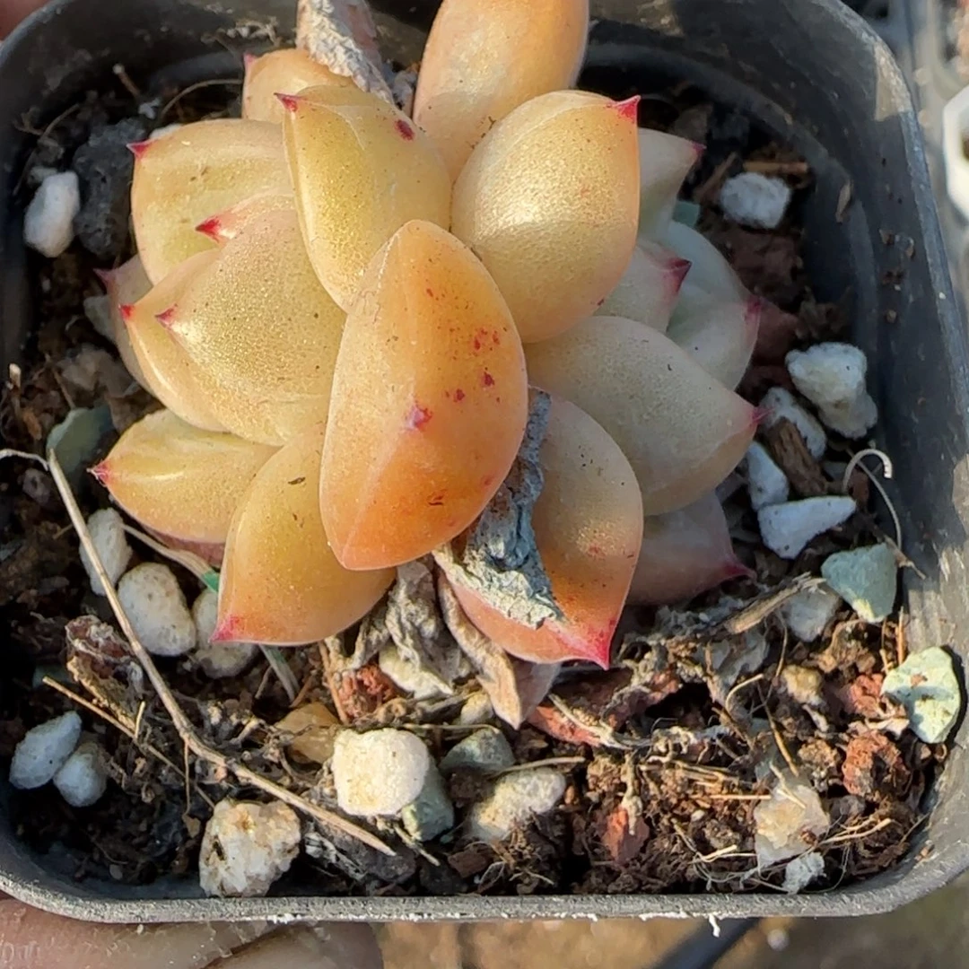 多肉小卡拉米糖心一物一拍